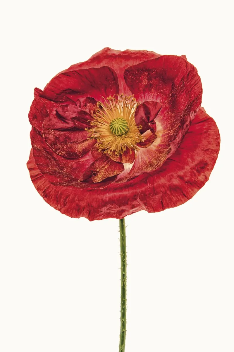 Kühne Eleganz: Dunkelroter Mohn Leinwand mit Schattenfugenrahmen von Curious Collections by Marielle Leenders