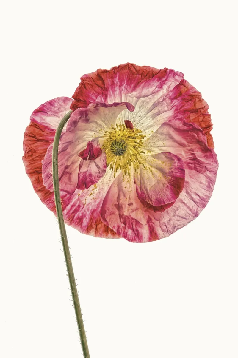 Amore in fiore: Papavero rosa a forma di cuore pellicola backlit da Curious Collections by Marielle Leenders