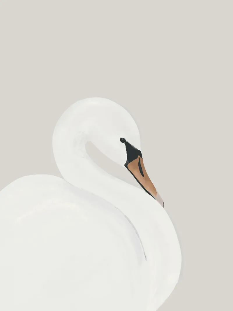 Cigno bianco pellicola backlit da ThingDesign