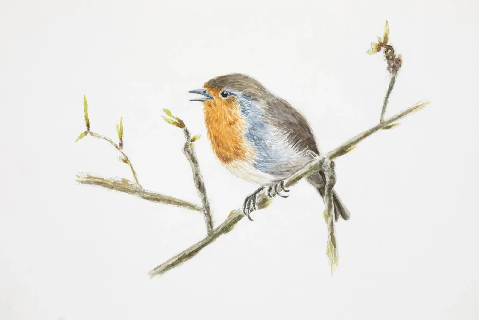 Pettirosso" pettirosso pellicola backlit da Barbara Buderath Illustrationen