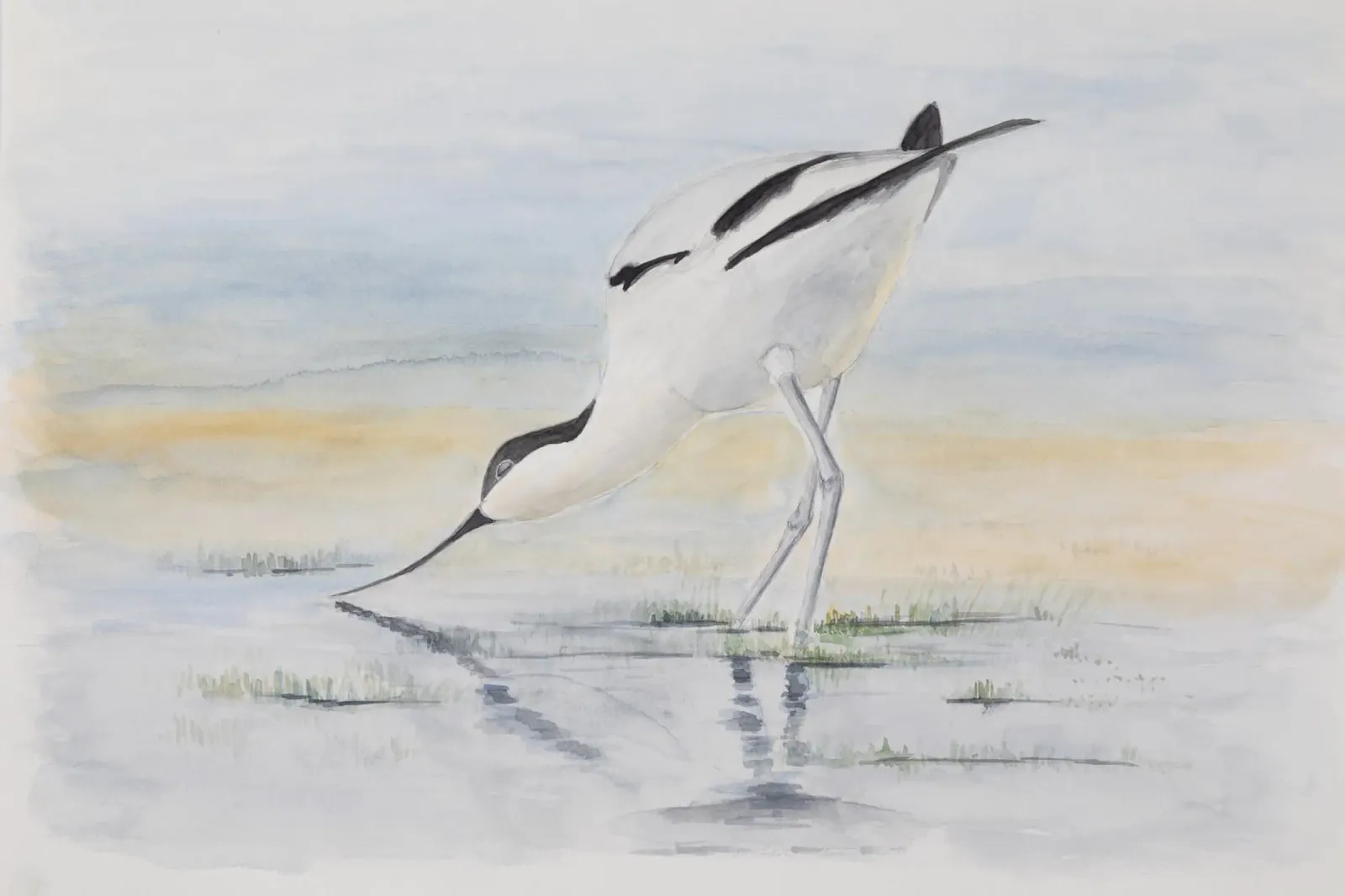 Avocetta - l'uccello dal becco speciale pellicola backlit da Barbara Buderath Illustrationen