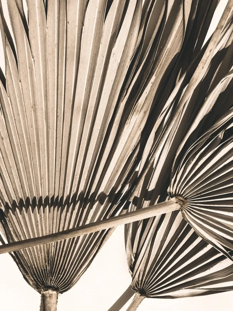 Exotic minimalism" - Palm leaf art motif canvas with Floater frame by Whole©