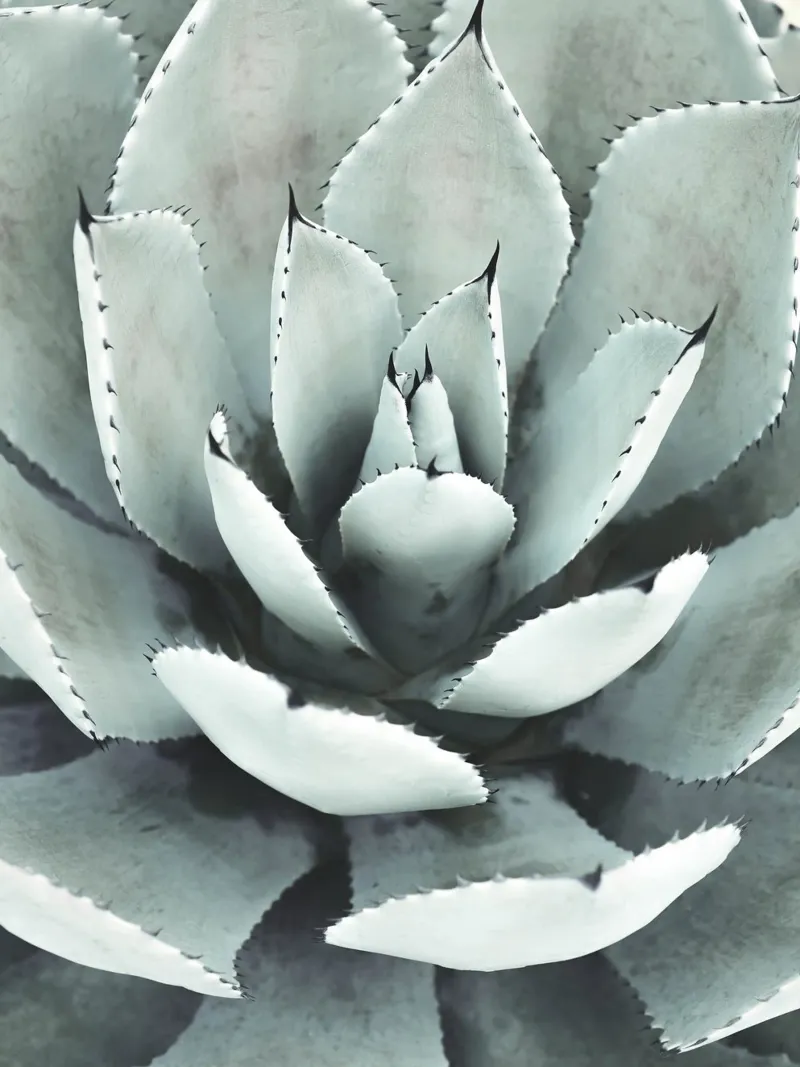 Agave" nature statement - Stylish succulent design canvas with Floater frame by Whole©