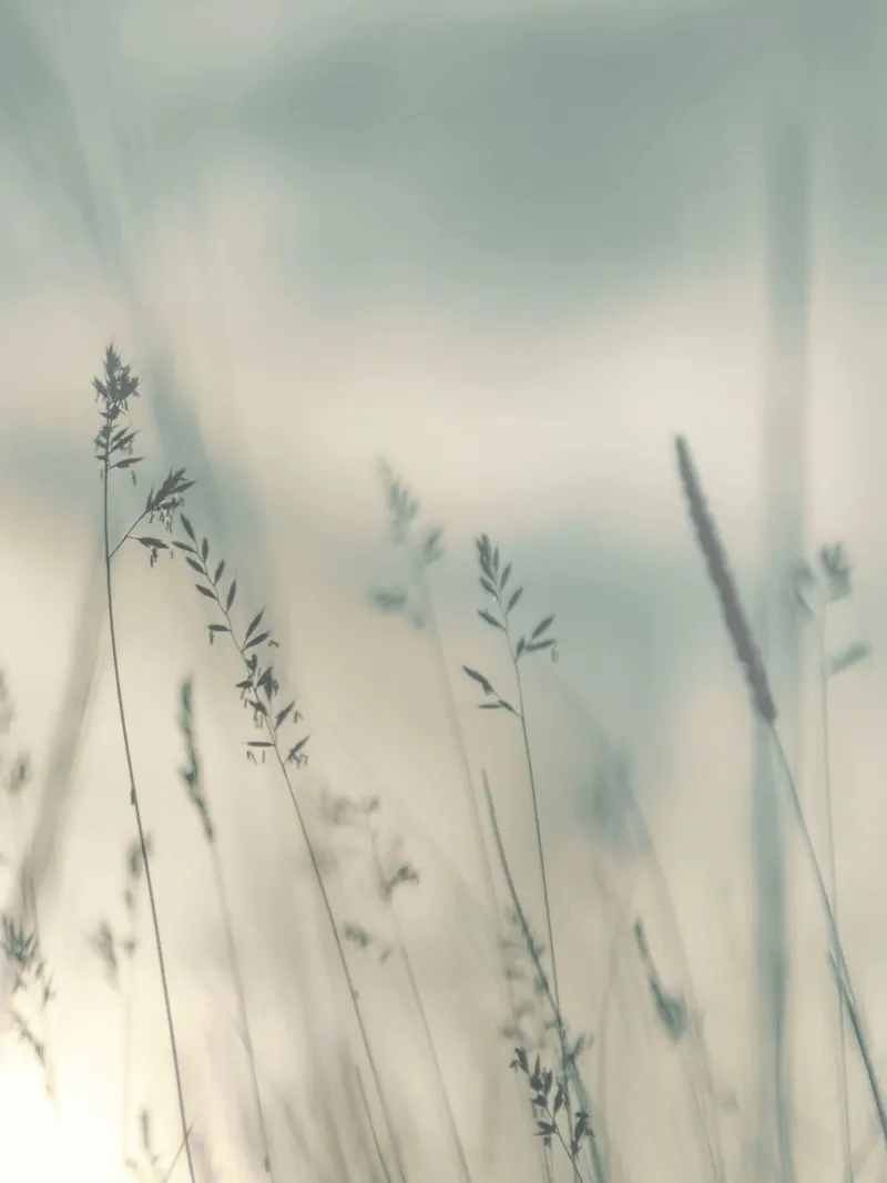 Erbe al vento - Delicata atmosfera naturale plexiglass da Whole©