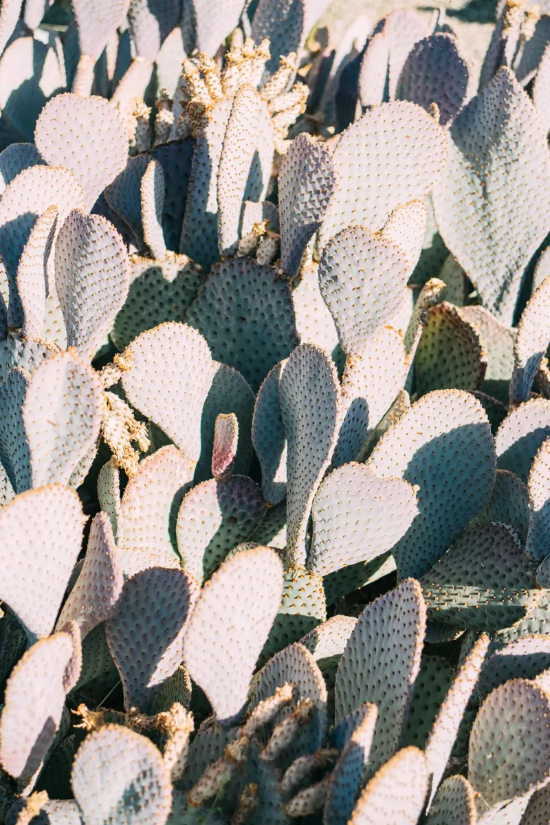 Desert Cacti Closeup plexiglass da patiphotography