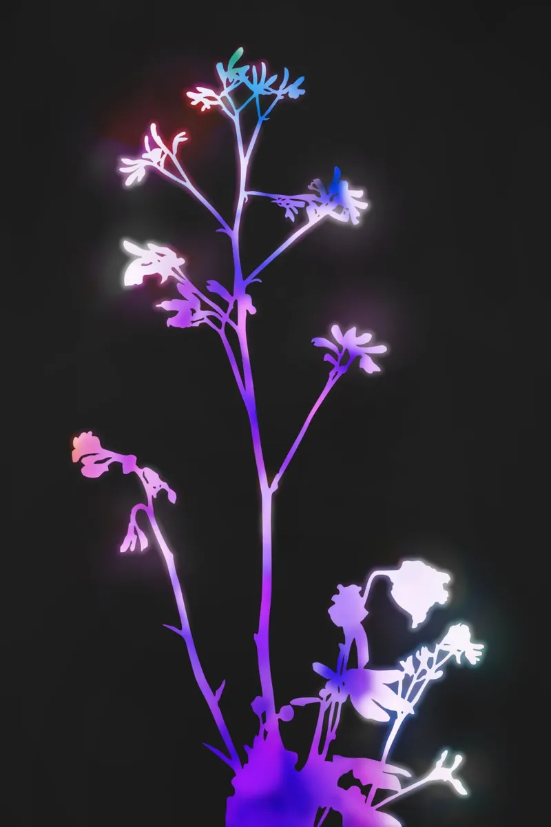 Florescenza viola pellicola backlit da amini54