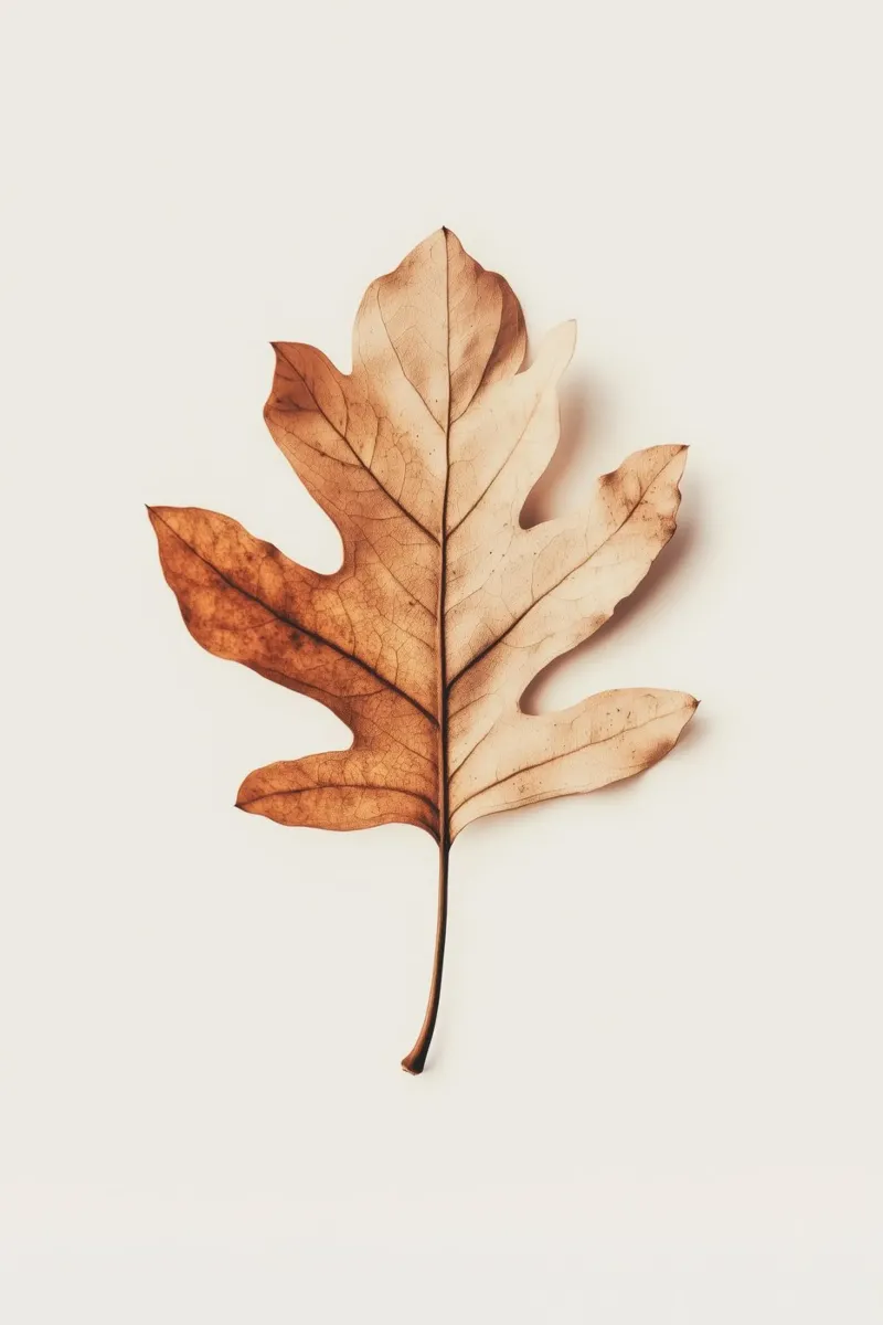 Autumn Leaf pellicola backlit da treechild