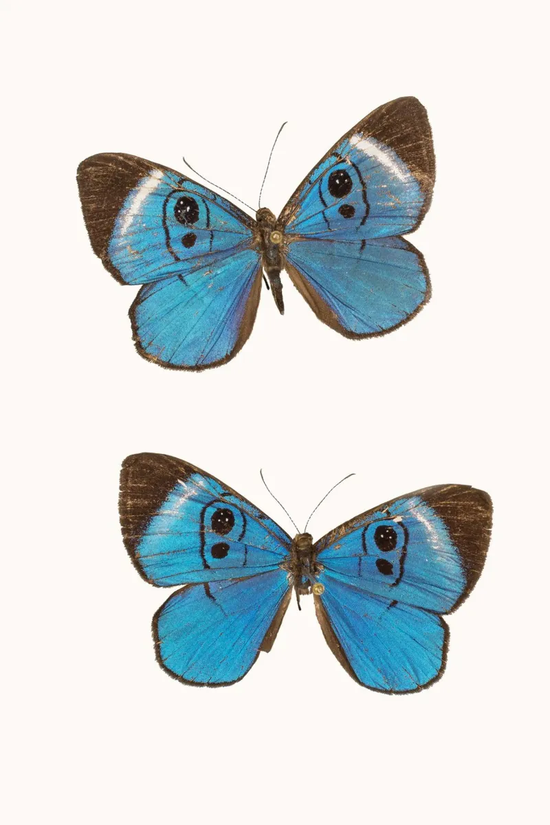 Blauwe dans: Fladderende Vlinders canvas met Baklijst van Curious Collections by Marielle Leenders