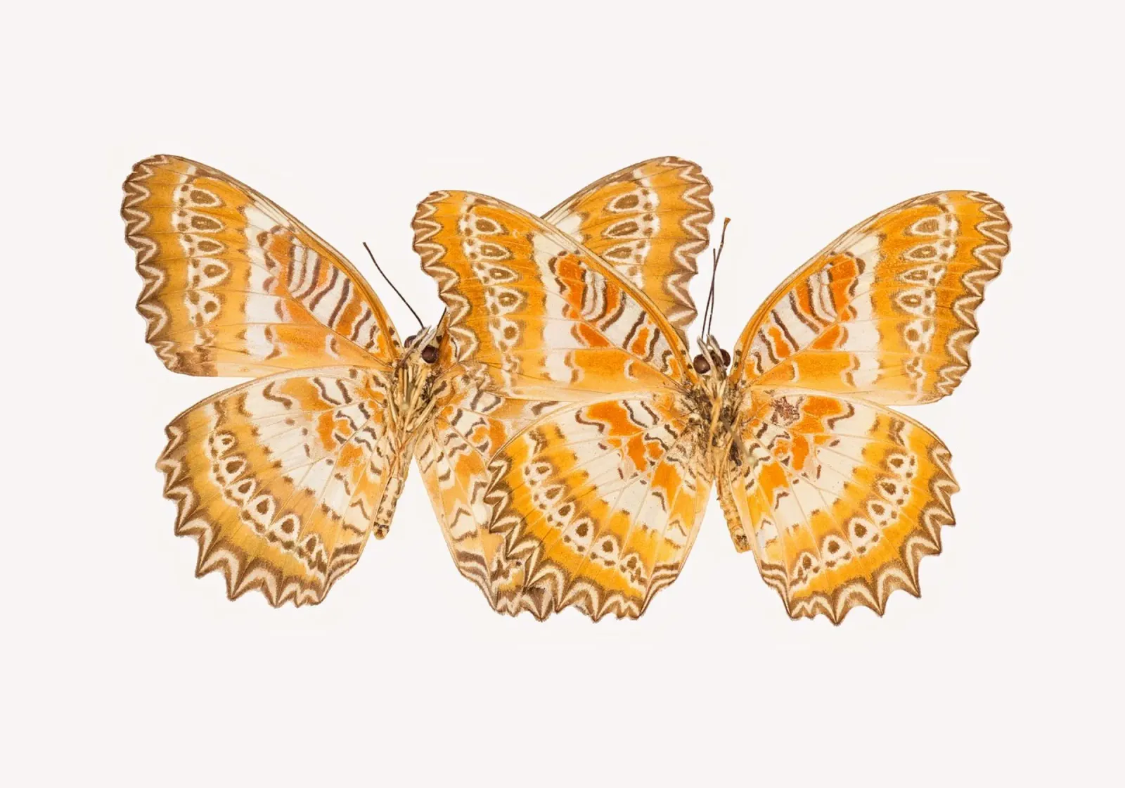 Duo d'oro: Farfalle gialle poster da Curious Collections by Marielle Leenders