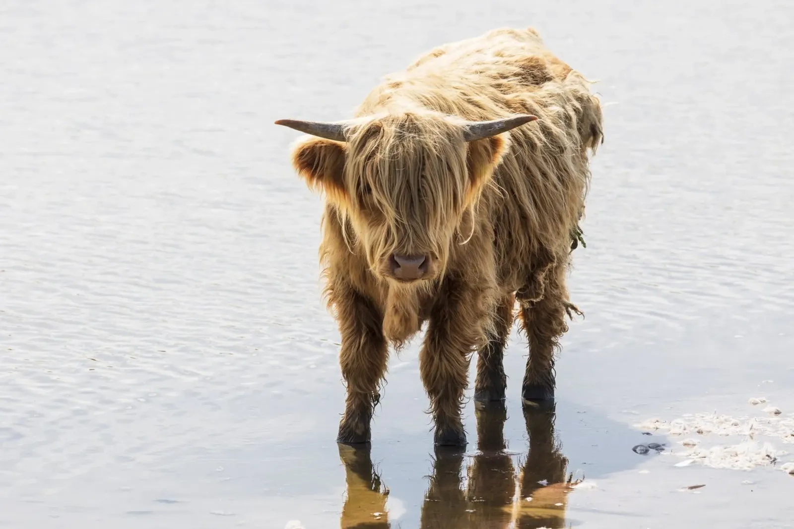Highland Cattle pellicola backlit da Barbara Buderath Fotodesign