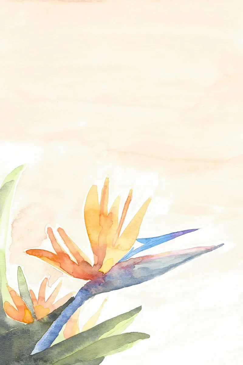 Birds of Paradise pellicola backlit da Kristen Polsinelli