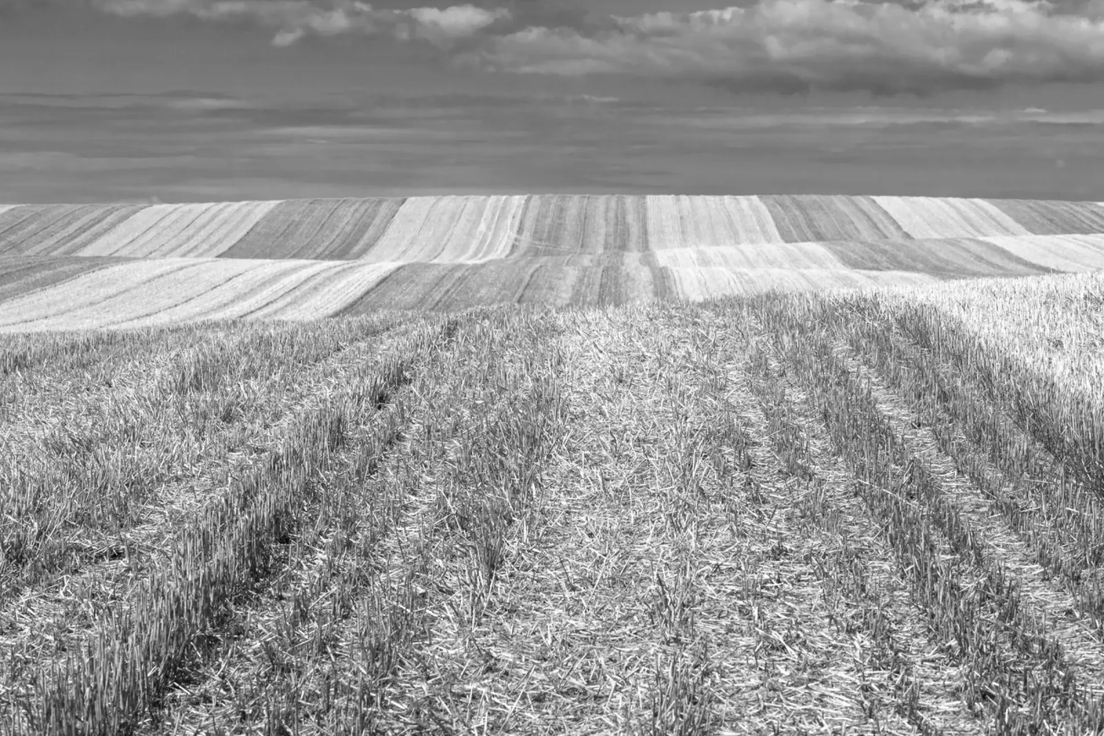 Stubble fields canvas by Barbara Buderath Fotodesign