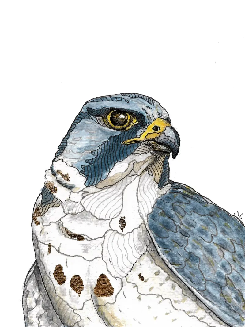 Peregrine falcon hahnemühle by Magpie luck
