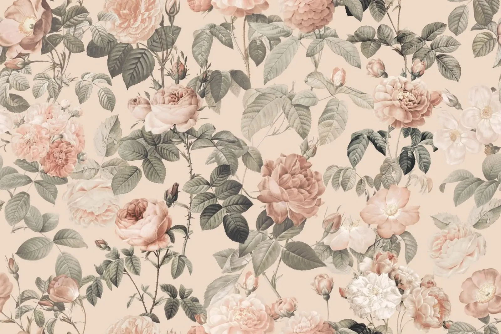Fiori di rosa francese vintage Pierre-Joseph Redoute pellicola backlit da Andrea Haase Floral Passion
