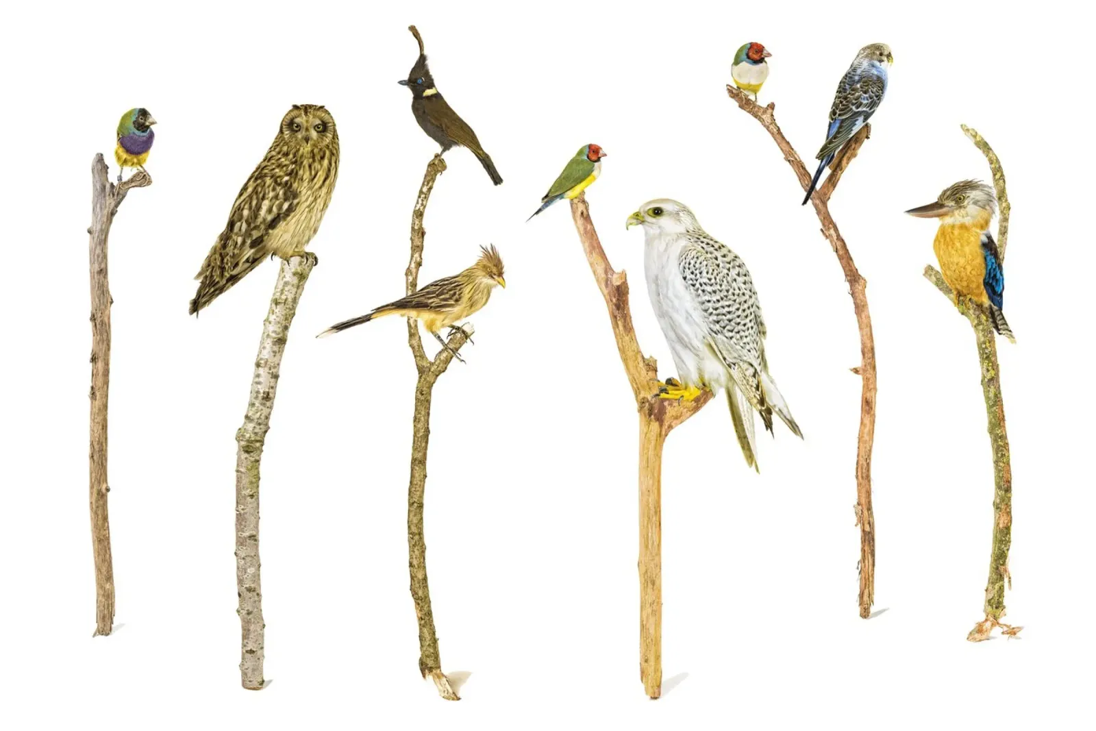 Branching Beauty: Birds on Branches pellicola backlit da Curious Collections by Marielle Leenders