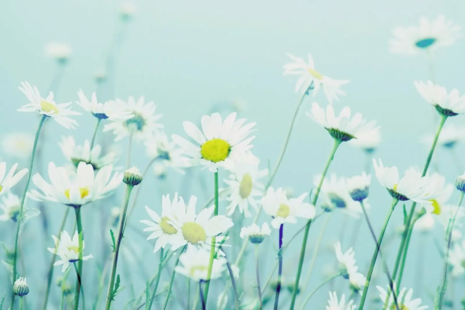 Dancing Daisies pellicola backlit da Robin Delean