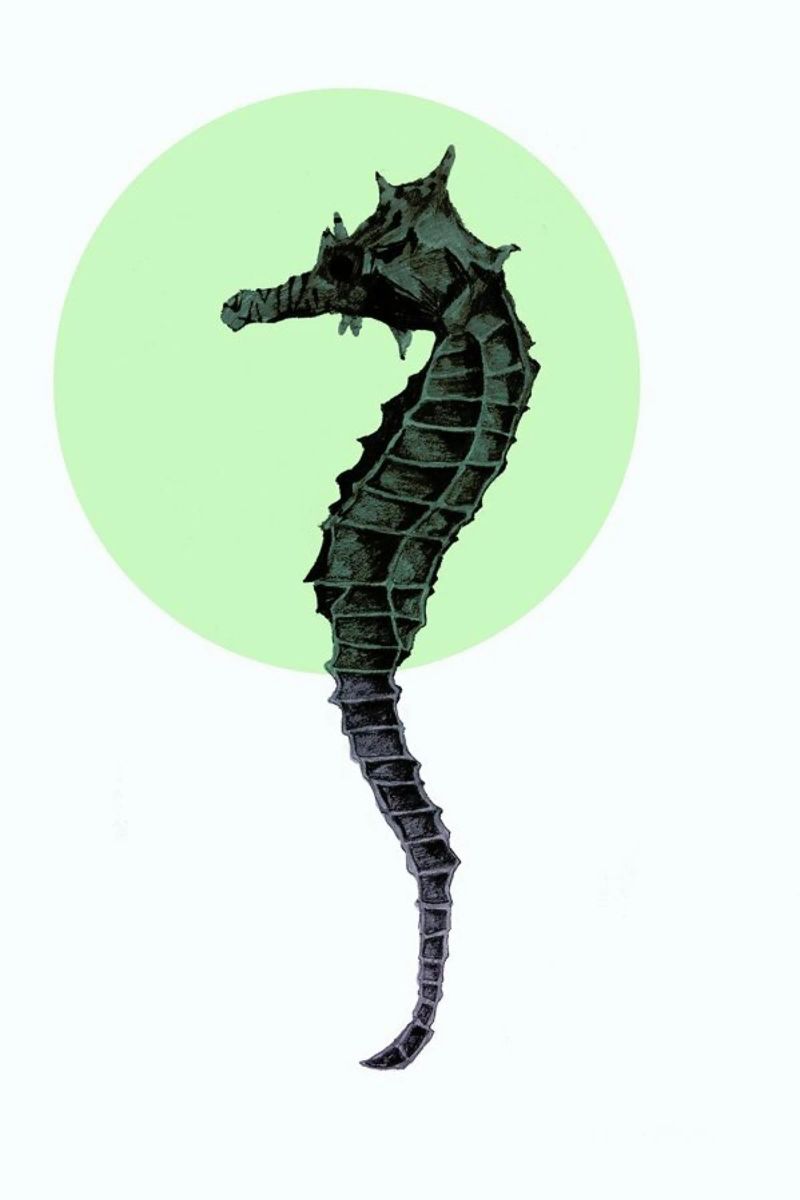 Seahorse poster by Morgan Kendall