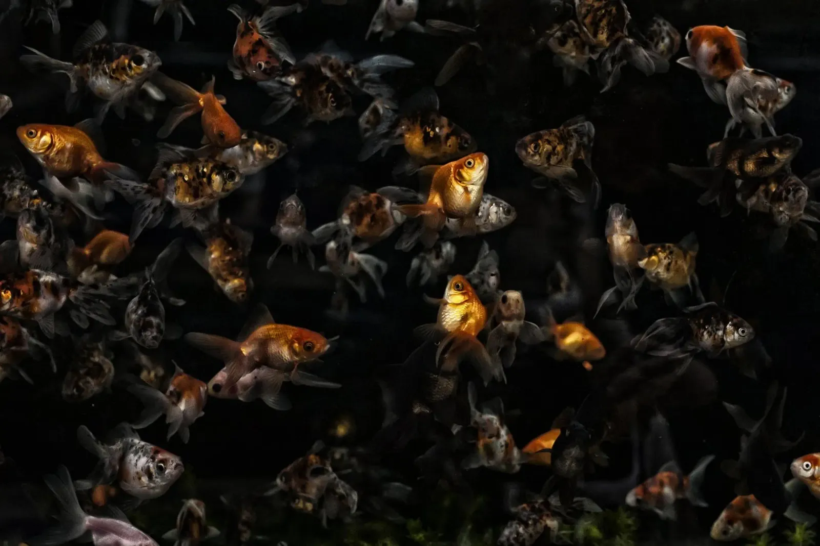 Grace in Motion: Goldfish pellicola backlit da Curious Collections by Marielle Leenders
