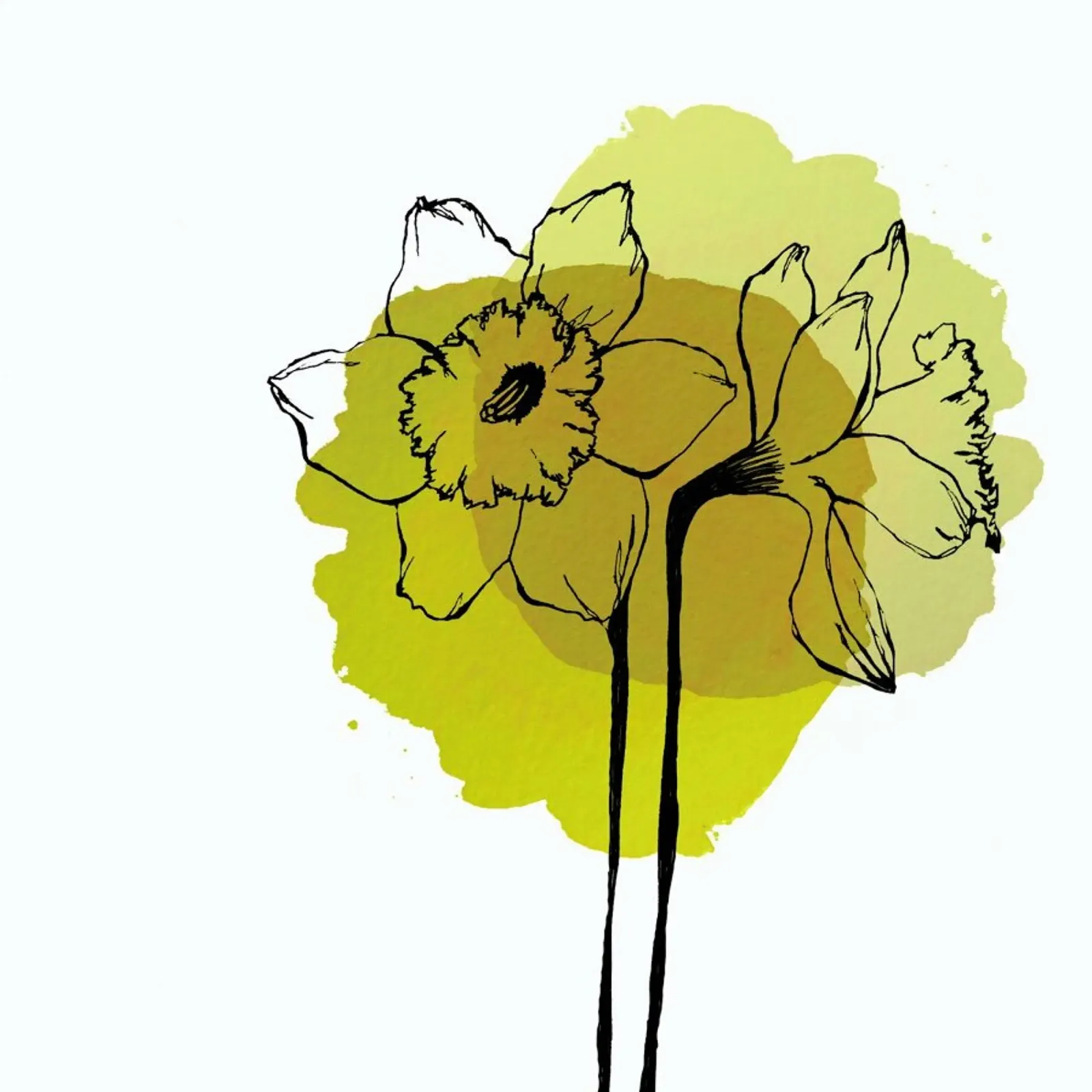 Yellow Daffodils pellicola backlit da Morgan Kendall