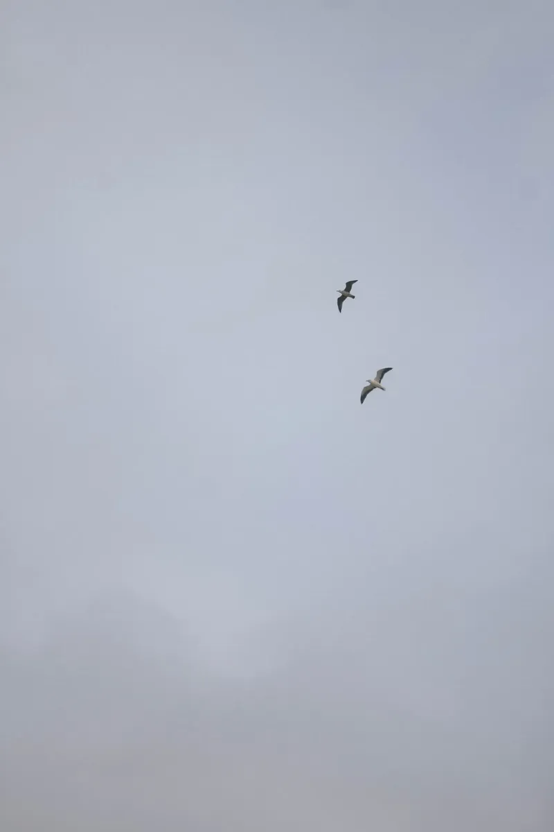 Seagulls pellicola backlit da The Wild Creative Studio