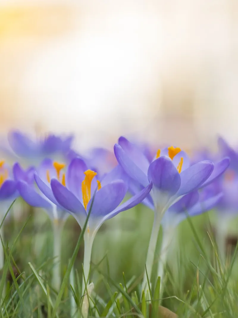 Spring Awakening: Crocuses in Bloom canvas by Curious Collections by Marielle Leenders