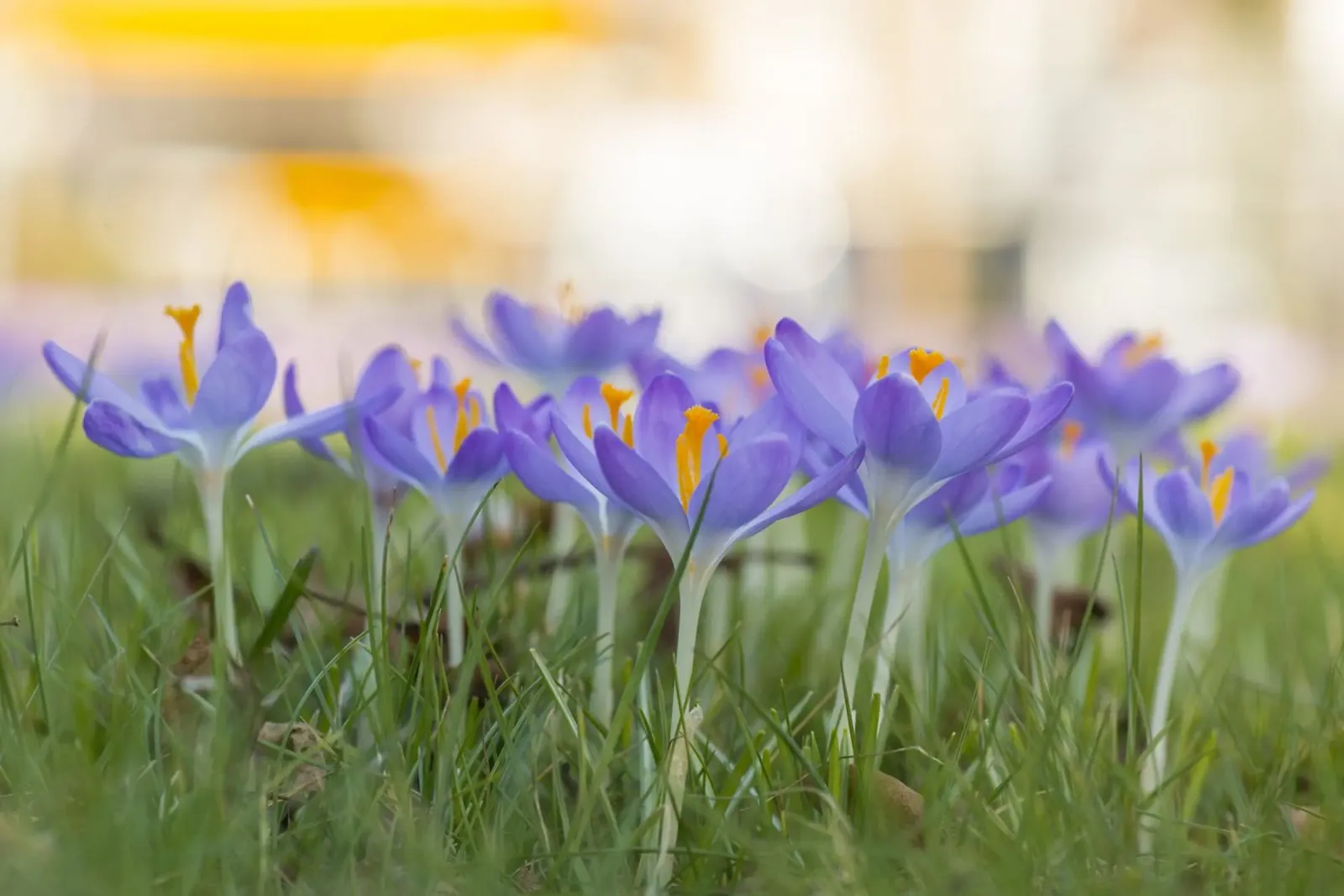 Spring Awakening: Crocuses in Bloom canvas by Curious Collections by Marielle Leenders