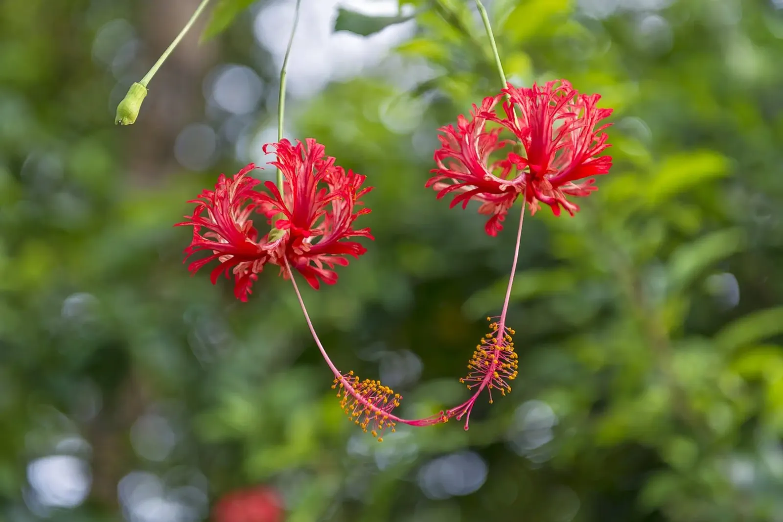 Romantic Touch: Hibiscus Blooms alluminio dibond da Curious Collections by Marielle Leenders
