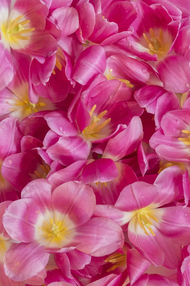 Serenità di primavera: Un bel tulipano rosa pellicola backlit da Curious Collections by Marielle Leenders