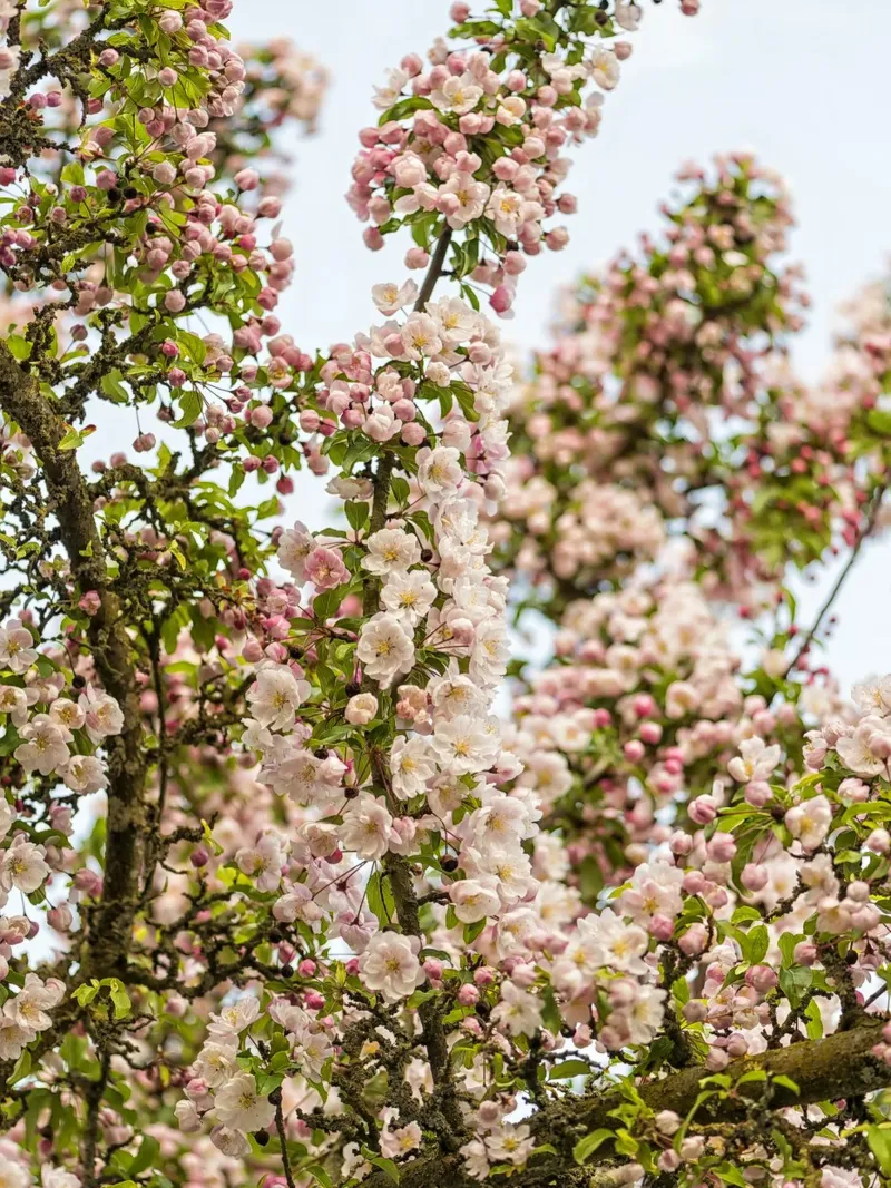 Incantevole fiore rosa pellicola backlit da Curious Collections by Marielle Leenders