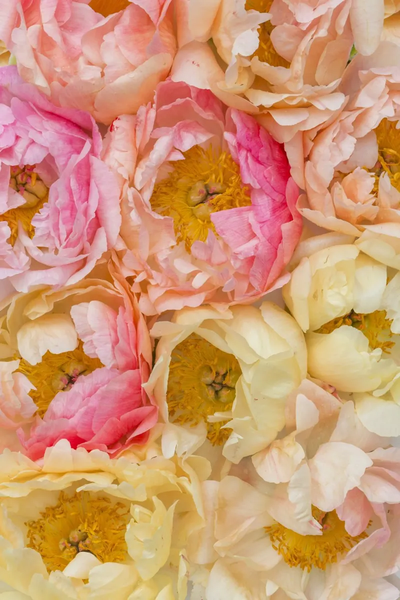 L'élégance douce des pivoines poster de Curious Collections by Marielle Leenders