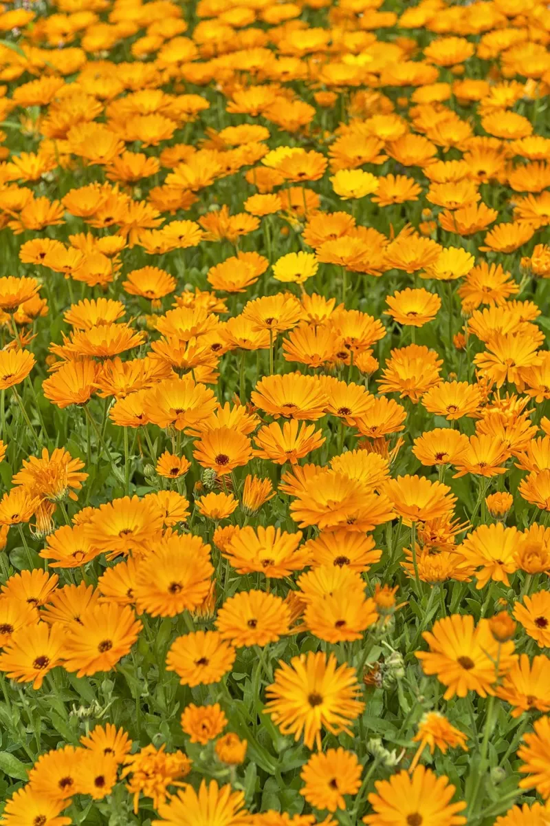Crogiolarsi nella bellezza luminosa di un campo di fiori di Calendula pellicola backlit da Curious Collections by Marielle Leenders