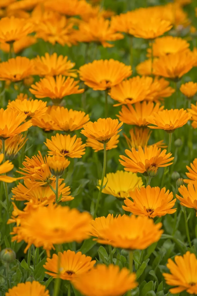 Fiori di calendula pellicola backlit da Curious Collections by Marielle Leenders