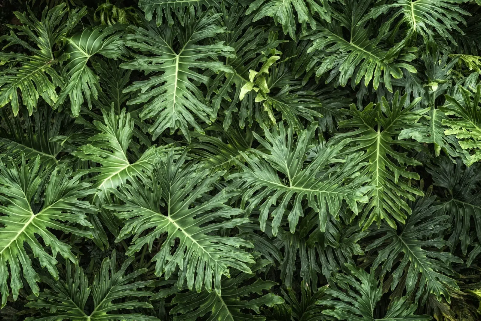 Foglie di Monstera tropicale poster con telaio in legno da Curious Collections by Marielle Leenders