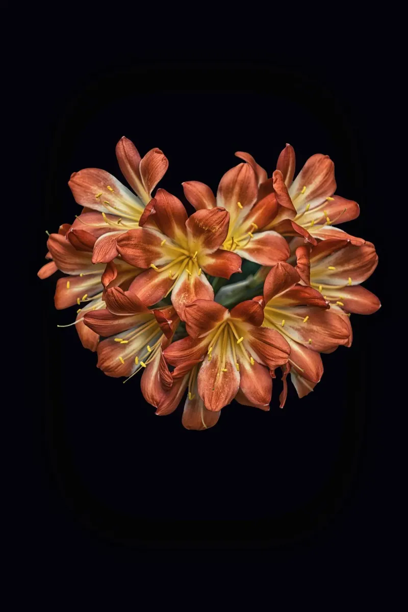 Fiore di Clivia arancione a forma di cuore poster con telaio in legno da Curious Collections by Marielle Leenders