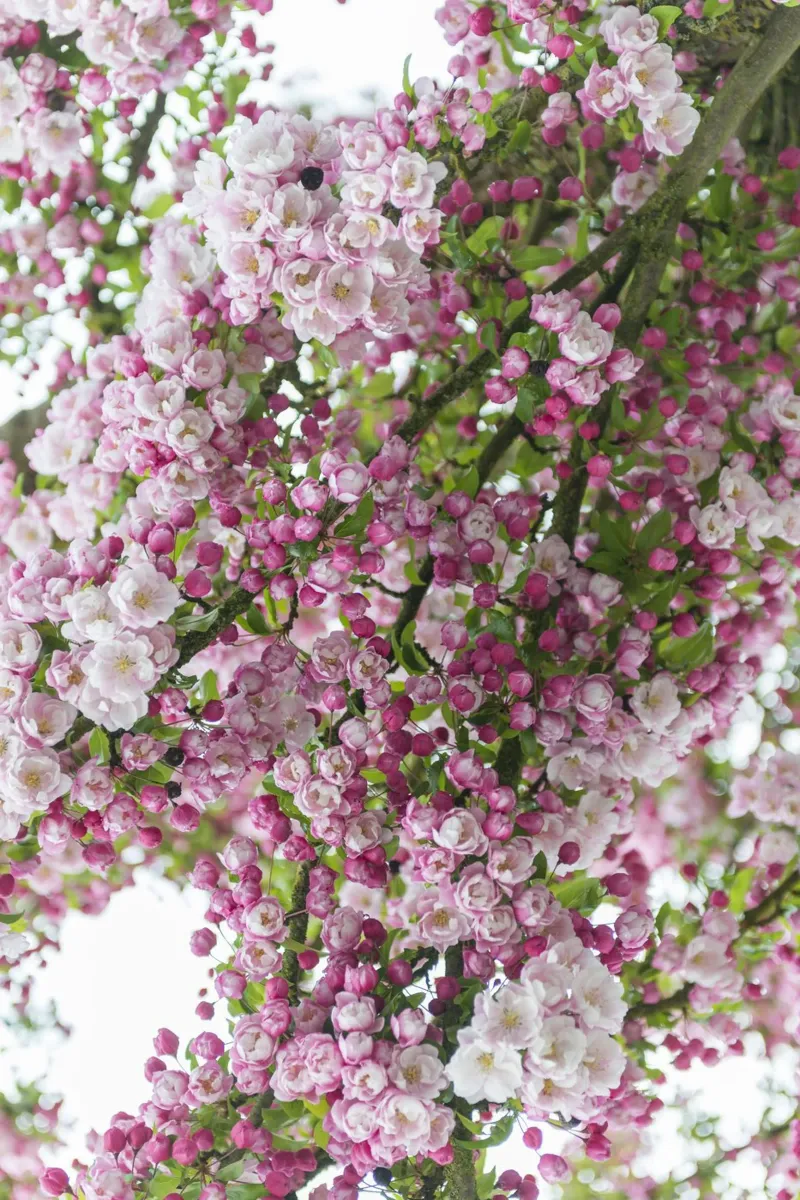 Ramas de flores rosas metacrilato de Curious Collections by Marielle Leenders