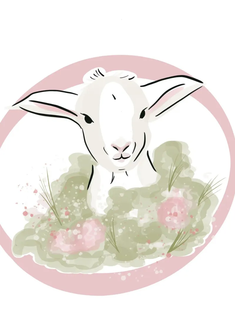 Niedliches kleines weißes Lamm mit rosa Blumen Alu-Dibond von Lisa Jureczko Arts Illustration