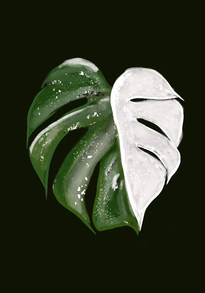Illustrazione di foglie di Monstera Variegata su sfondo nero poster con telaio in plastica da Lisa Jureczko Arts Illustration