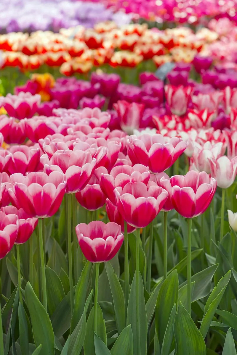 Fields of Joy: Vibrant Tulips in Bloom canvas by Curious Collections by Marielle Leenders