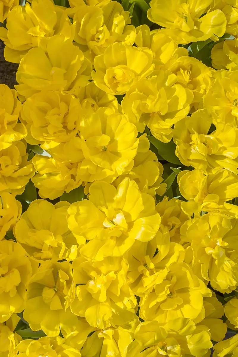 Un'esplosione di sole: Tulipani gialli pellicola backlit da Curious Collections by Marielle Leenders