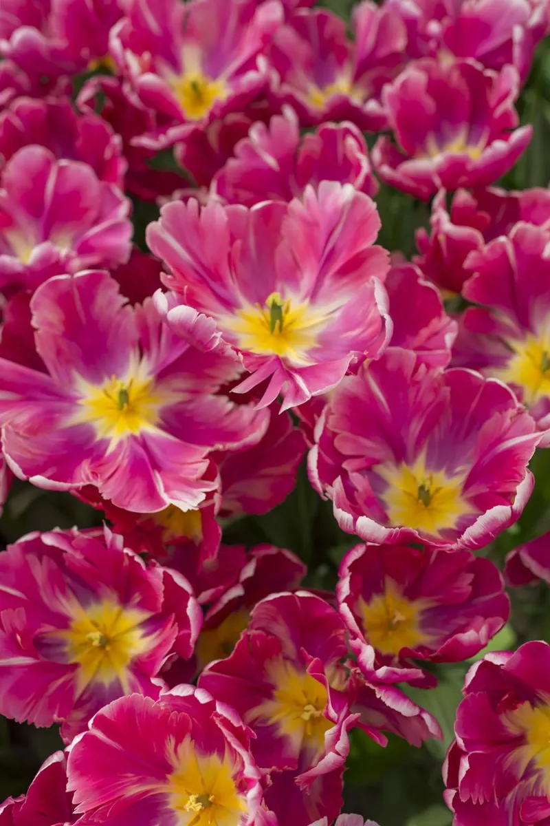 Floral Elegance: Lush Pink Tulips in Full Glory alu-dibond by Curious Collections by Marielle Leenders