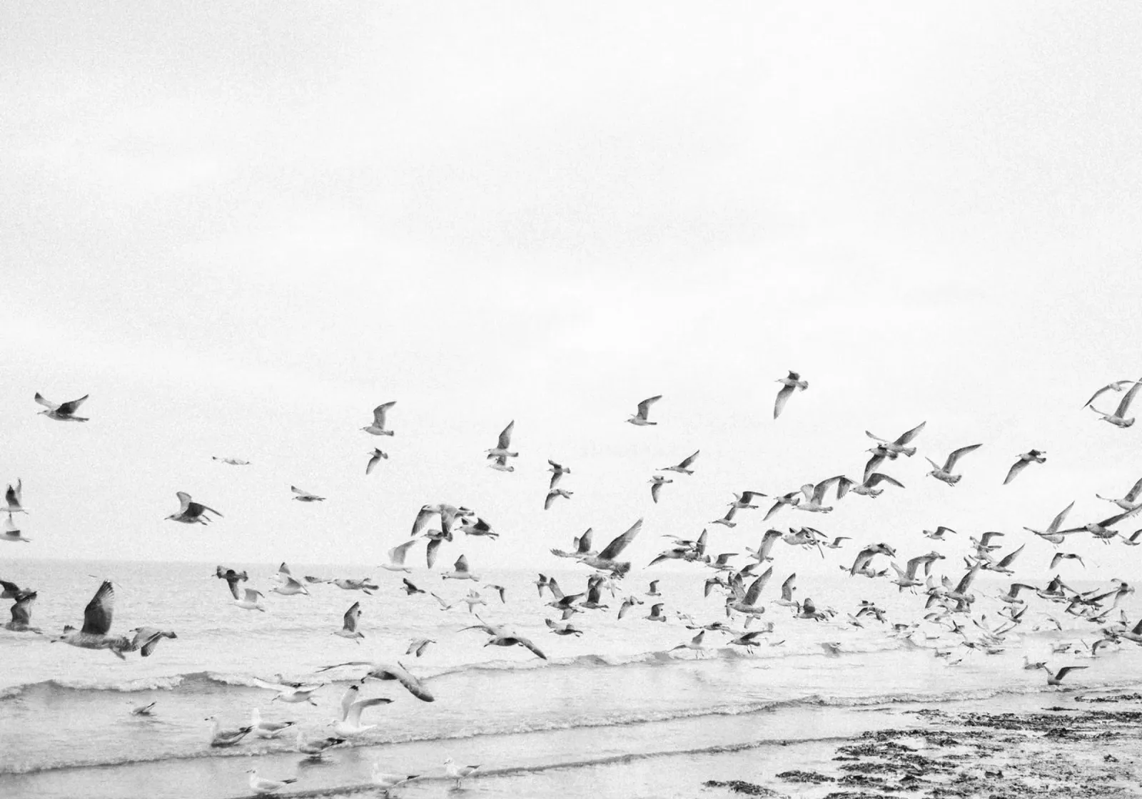 Seagulls on film - Black and white coastal photography Poster mit Aluminium Rahmen von Raisa Zwart Photography