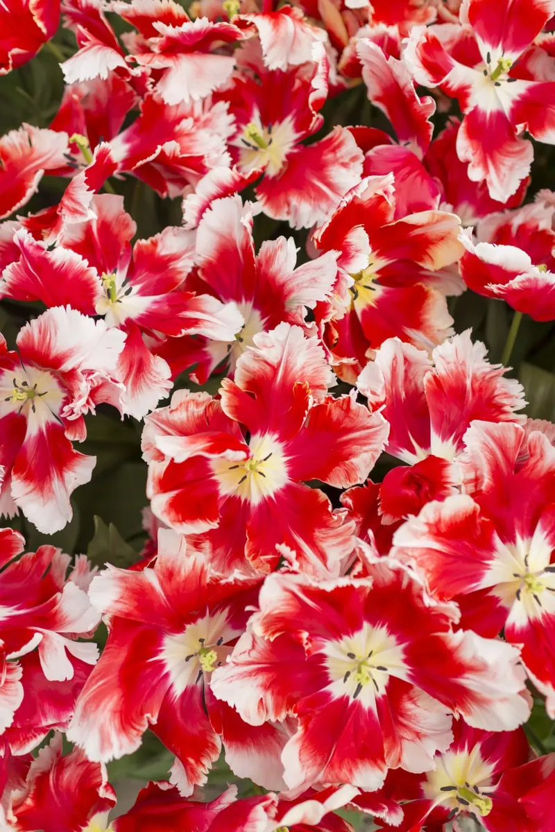 Eleganza audace: Tulipani rossi/bianchi pellicola backlit da Curious Collections by Marielle Leenders