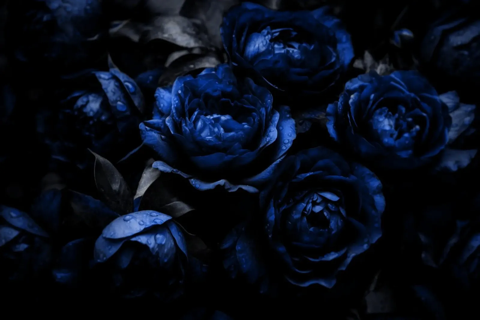 Giardino notturno di peonie in velluto blu e nero poster con telaio in alluminio da Flower Garden - Uta Naumann