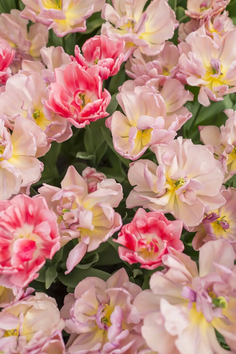 Gracia suave: La belleza de los tulipanes rosas hahnemühle de Curious Collections by Marielle Leenders