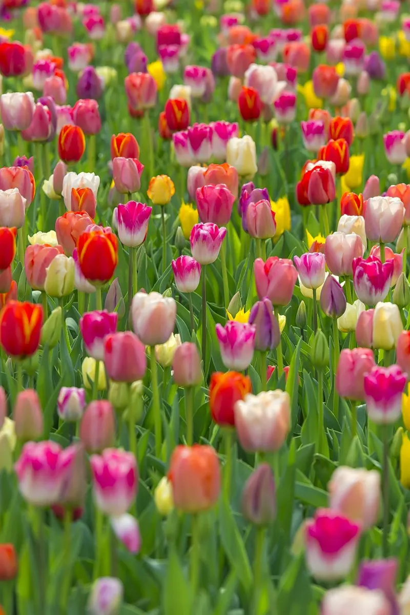 A Symphony of Color: Mixed Tulips in Bloom canvas by Curious Collections by Marielle Leenders
