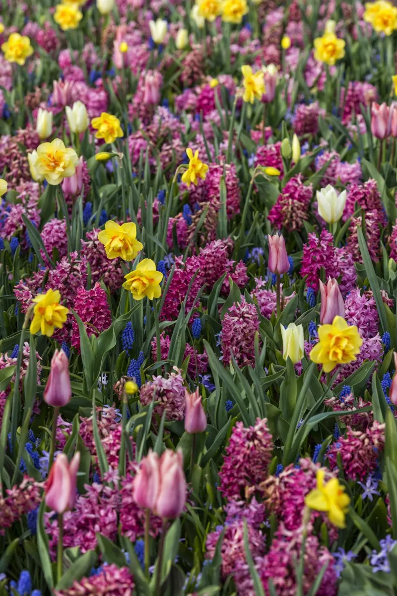 A Symphony of Spring: Purple Tulips, Hyacinths, and Daffodil canvas by Curious Collections by Marielle Leenders