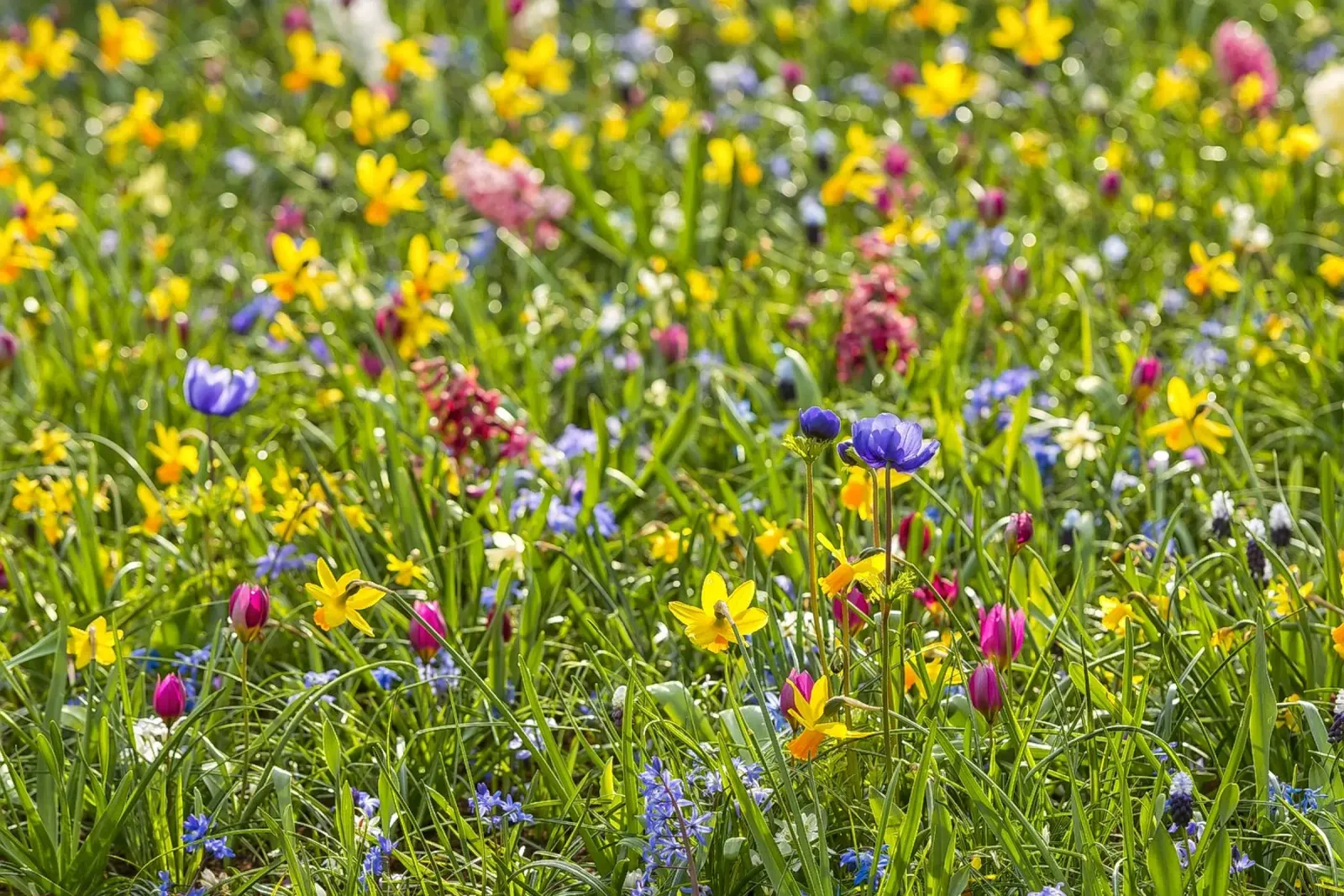 A Symphony of Color: Field of Mixed Flowers pellicola backlit da Curious Collections by Marielle Leenders