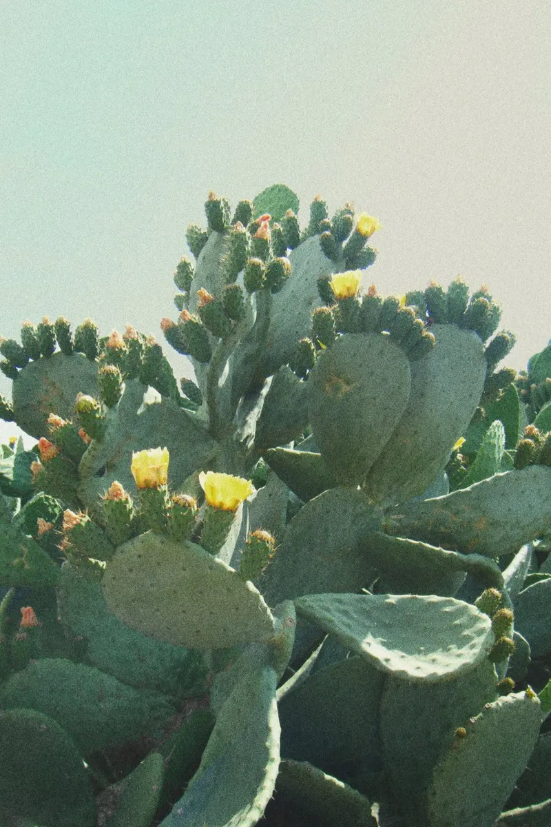 Cactus with flowers in front of a blue sky, analogue photography alu-dibond by Lisa Jureczko Arts Illustration