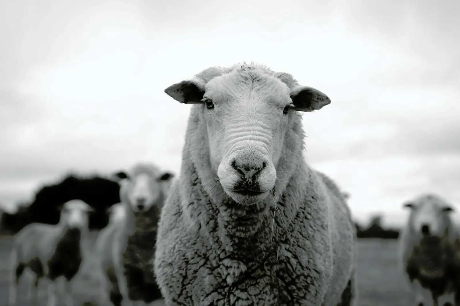 The Sheep pellicola backlit da Studio One