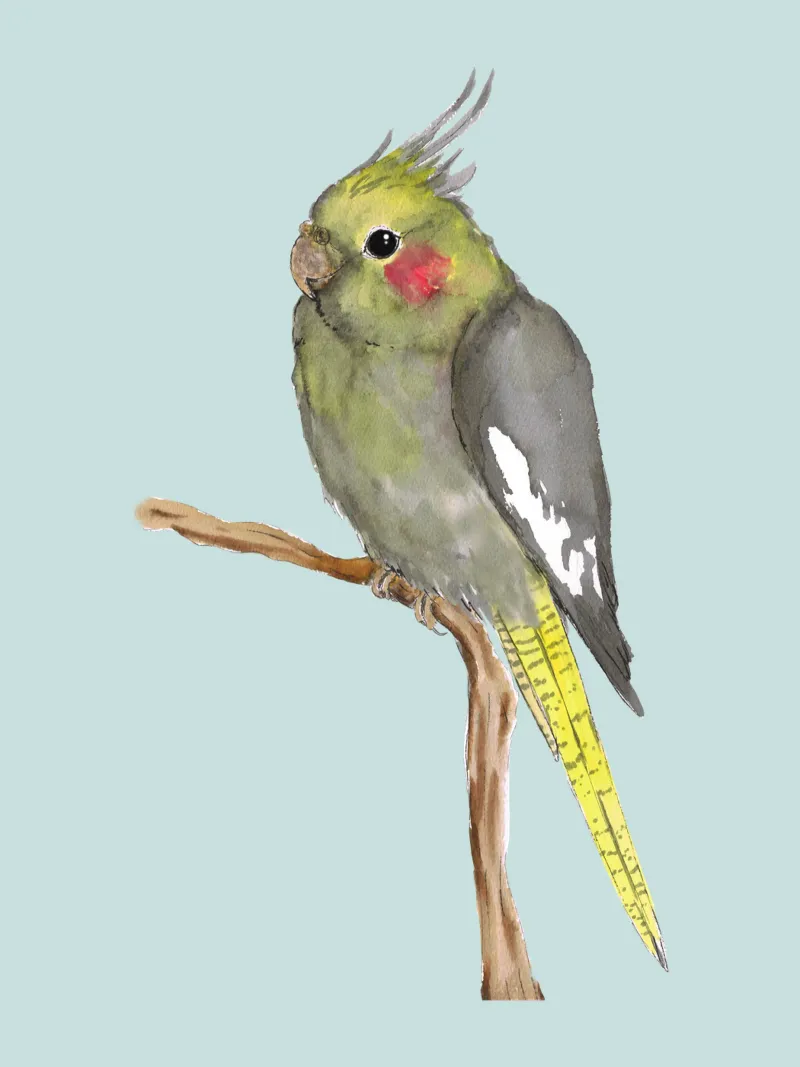 Cute cockatiel Acryl-Glas von BwiseLizzy